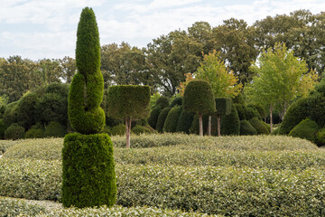 Public landscaped city park of Galytskyi is bathed in sunlight. Intricate spirals, cones, and geometric shapes carved from yew (Taxus baccata) stand out against backdrop of lush greenery and trees