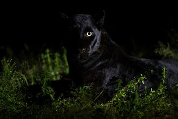 Melanistic leopard or Black Panther close up portrait