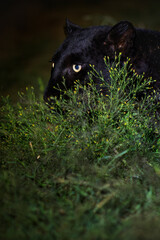 Melanistic leopard or Black Panther close up portrait