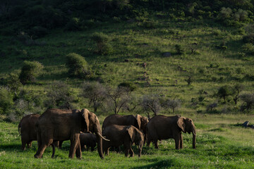 African Savannah or Bush elephant in a green landscape