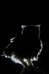 Greyish eagle-owl or Vermiculated eagle-owl portrait