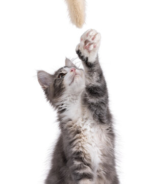 Maine Coon polydactyl cat kitten sitting with paw up reaching for toy. Looking up away from camera. Isolated on a white background