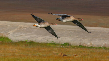 A flock of wild geese flying over the bright autumn tundra of the Yamal Peninsula. For environmental publications, tourist materials, and articles about the nature of the North