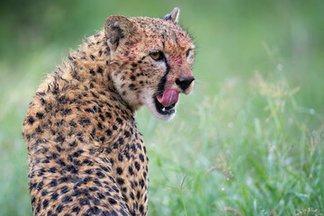 Cheetah close up portrait with blood in its face