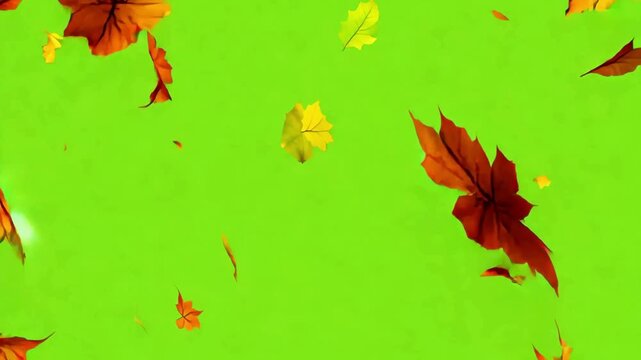 Seamlessly looping video of colorful red, yellow, and orange autumn leaves falling rapidly against a bright green screen background