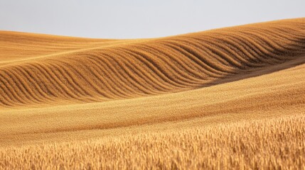 Golden waves of wheat stretch across a sunny field in the countryside revealing nature's beauty and agricultural abundance