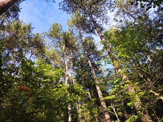 Fototapeta premium trees in the forest