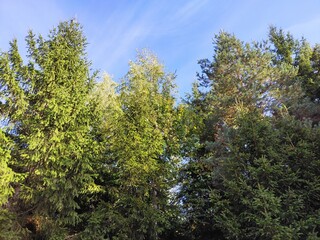 pine tree in the forest