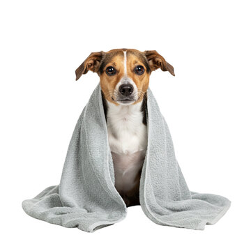 Cute dog wrapped in gray towel feels cozy, ready for home care, truly cozy.
