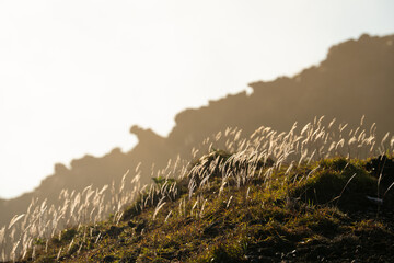朝日を浴びる阿蘇山のすすき