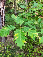 green leaves in the forest