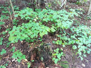 Leaves in the forest