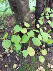 tree in the forest