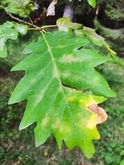 maple leaf in the forest
