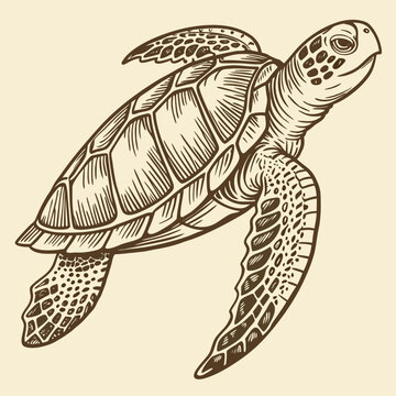 Detailed drawing of a sea turtle swimming in the ocean on beige background