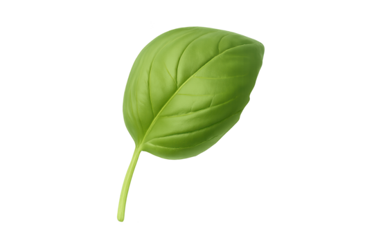 Bright green leaf with smooth surface and central veins on transparent background