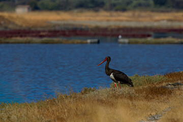 A black stork (Ciconia Nigra) standing by a lake with dry grass and water in the background.