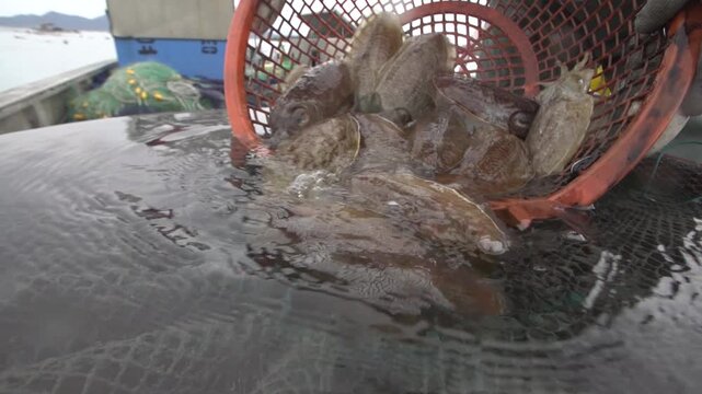 Fisherman Putting Freshly Caught Cuttlefish into a Storage Net in Korea - 갓 잡힌 갑오징어들을 보관망에 담는 어부, 대한민국
