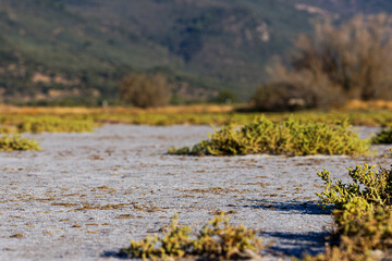 Desert landscape with sparse vegetation and distant mountains. Salt deposit on surface