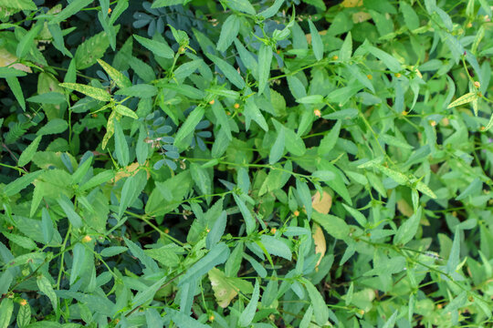 Wireweed plants seamless background. Spinyhead Sida or Sida Acuta.