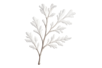 Pale frosted botanical branch with delicate, feathery white leaves against transparent background