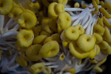 Close-up of fresh yellow mushrooms at a local market in Yunnan, China. Traditional Asian ingredients showcasing regional cuisine and colorful food culture