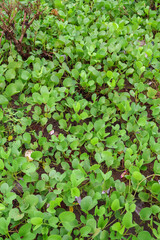 Fototapeta premium Common water hyacinth green leaves seamless background. Water Hyacinth a tropical species, Eichhornia crassipes.