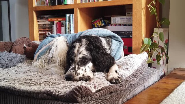 English setter dog lying on her bed resting