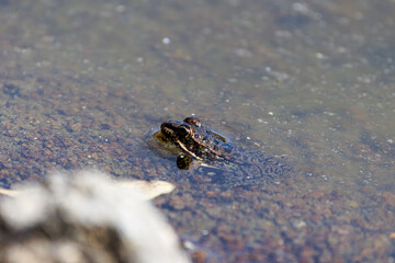 A frog partially submerged in a shallow body of water with a rocky bottom.