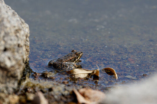 A frog sitting on a rocky shore near water, surrounded by leaves.