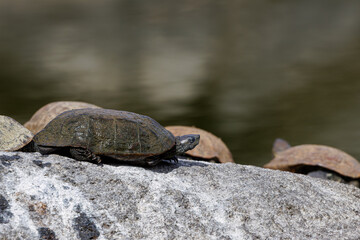 Turtle basking on a rock by a pond, with blurred background.