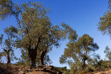 Olive trees under a clear blue sky in a rural landscape.