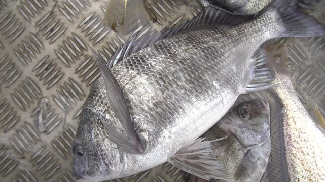 Freshly Caught, Flapping Black Sea Bream (Dom) in Korea - 팔딱거리는 갓 잡은 감성돔, 대한민국 002