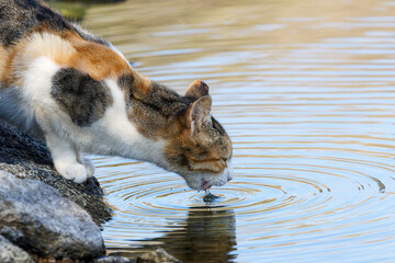 A calico cat drinking water from a pond, creating ripples.