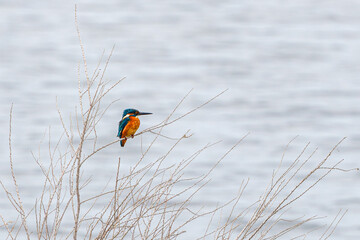 A vibrant kingfisher perched on a bare branch against a blurred water background.