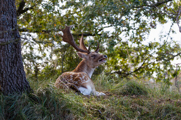 A European Fallow Deer Buck, male deer resting on a grassy area near a tree, with antlers and a peaceful expression, surrounded by greenery