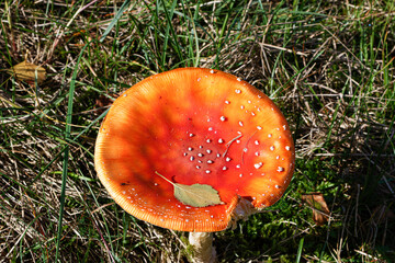 Close-up of a vibrant red mushroom with white spots in grass.