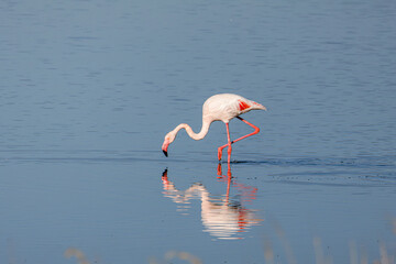 A flamingo wading in calm water with its reflection visible.