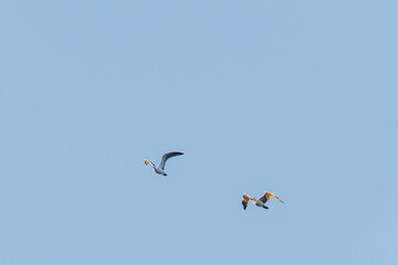 Fototapeta premium Two seagull's flying in a clear blue sky