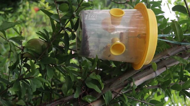 Insect trapping hanging plastic mug