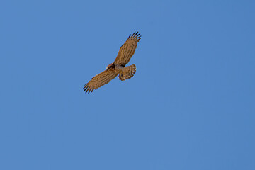 A short-toed snake eagle soaring in a clear blue sky.