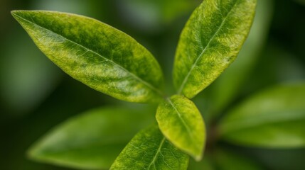 Obraz premium Bright green plant leaves with smooth, rounded tips and visible veins stand out against a blurred background,