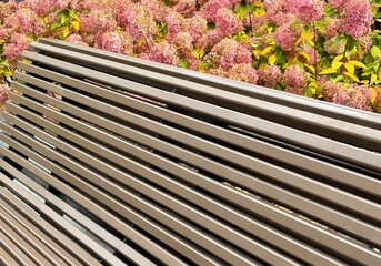 pink flowers in a garden