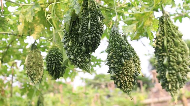 Bitter melon Stock on tree in farm for harvest