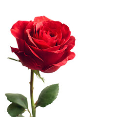 A close-up of a single red rose isolated on transparent background