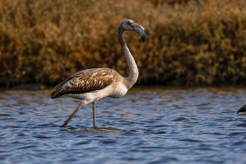 A juvenile flamingo wading in shallow water with brown plumage.