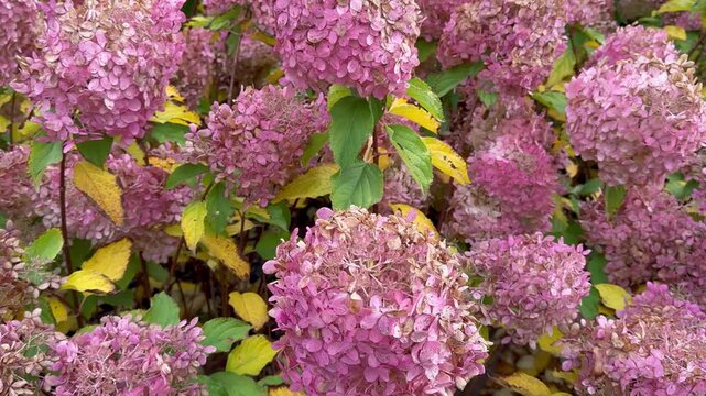 close up of lilac flowers