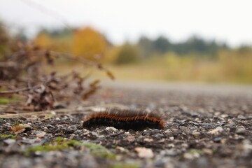 A furry colorful caterpillar walks along the path.