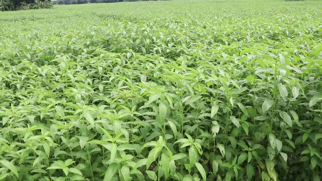 jute plant on farm for harvest are cash crops footage
