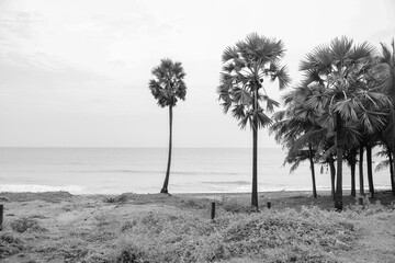 Obraz premium Palm trees and beach background. Tropical landscape of summer scenery with palm trees.